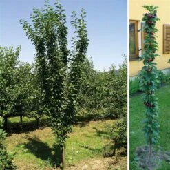 Kölle Bio Säulensauerkirsche 'Jachim'(S), 125-150 Cm Hoch, Topf 10 Liter