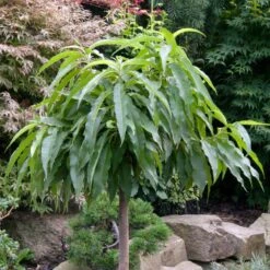 Kölle Bio Zwergpfirsich 'Diamond'® ZaipeviⓈ, Topf 7,5 Liter -Gartengeschäft 0480670030 KB Zwergpfirsich Diamond Co 7 5l 49536