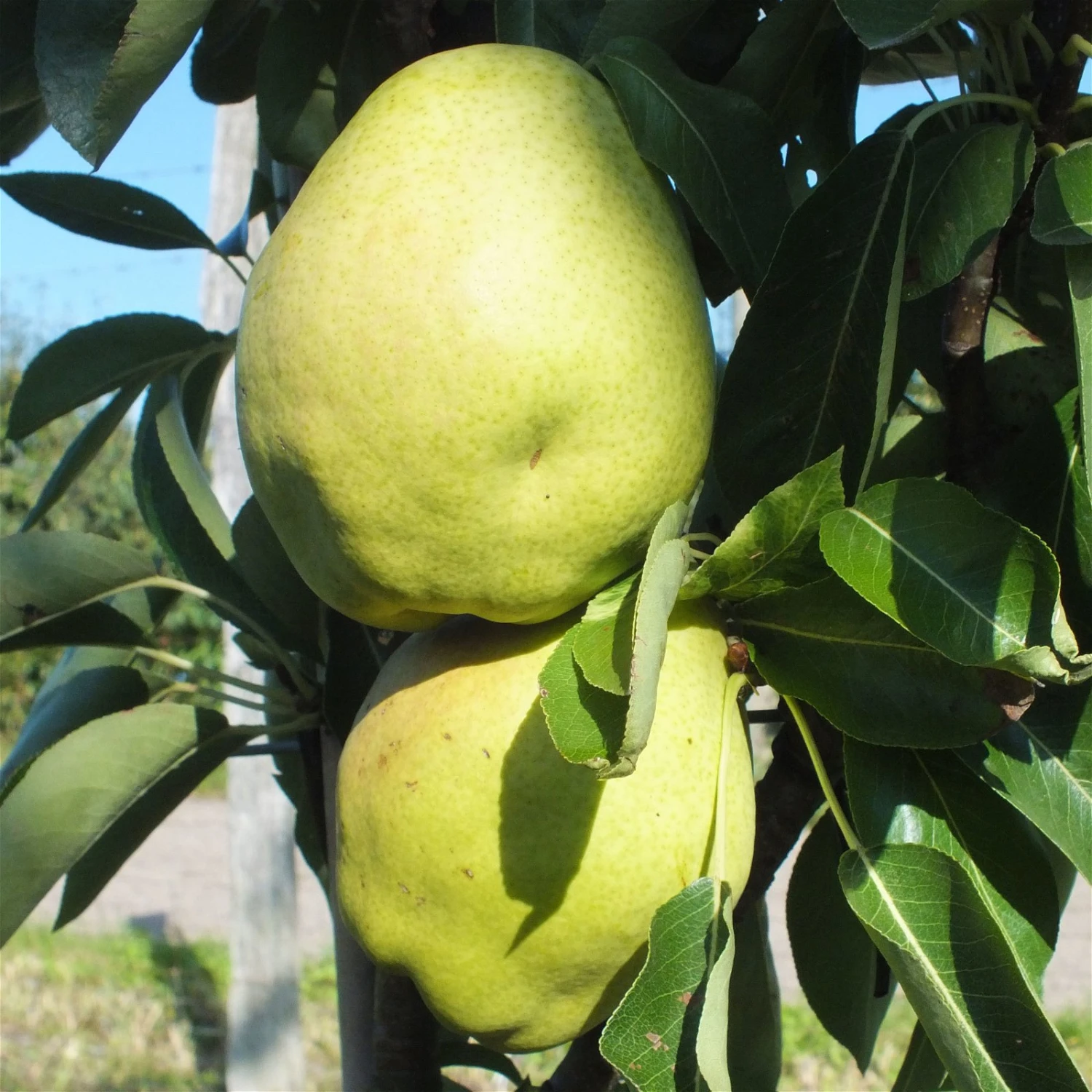 Kölle Bio Zwergbirne 'Garden Surprise'®, Topf 7,5 Liter 1 Kölle Bio Zwergbirne 'Garden Surprise'®, Topf 7,5 Liter