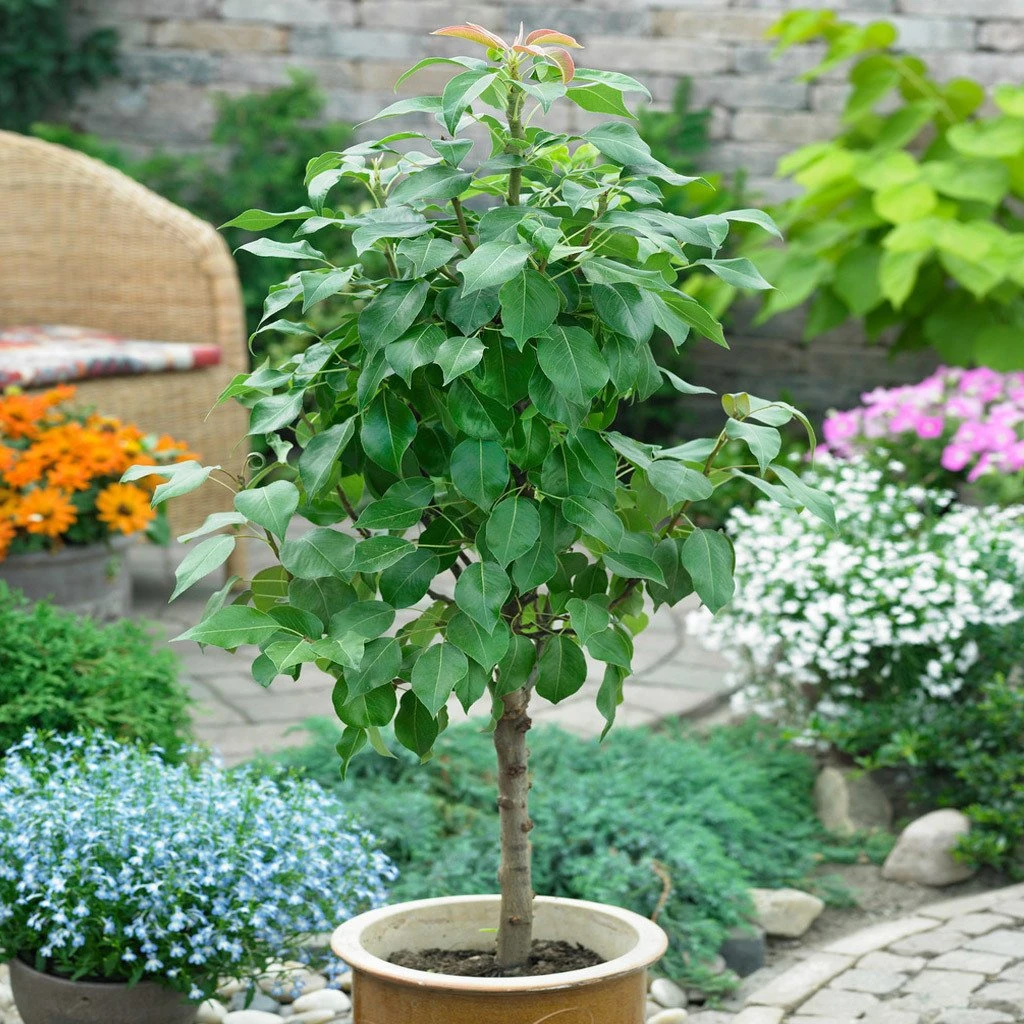 Kölle Bio Zwergbirne 'Garden Surprise'®, Topf 7,5 Liter 2 Kölle Bio Zwergbirne 'Garden Surprise'®, Topf 7,5 Liter – Bild 2