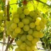 Kernarme Tafeltraube 'Frumosa Alba'®