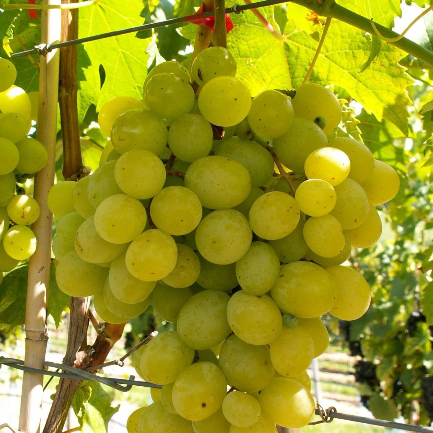 Kernarme Tafeltraube 'Frumosa Alba'® 1 Kernarme Tafeltraube 'Frumosa Alba'®