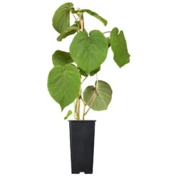 Männliche Kiwi 'Atlas', Topf-Ø 15 Cm, 2er-Set -Gartengeschäft 0480960140 0480960141 0480960142 Golden Kiwi Altas 87663 1