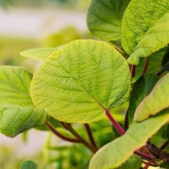 Grünfruchtige Kiwi 'Hayward', 2er-Set, Topf 15 Cm Ø -Gartengeschäft 0480960141 0480960142 Hayward 87665