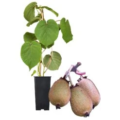 Grünfruchtige Kiwi 'Hayward', 2er-Set, Topf 15 Cm Ø -Gartengeschäft 0480960141 Kiwi Hayward Set inkl Befruchtersorte neu 88605