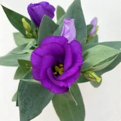 Lisianthus, Farben Zufällig, Topf-Ø 10,5 Cm, 8er-Set -Gartengeschäft 0610103641 0610103642 Lisianthus blau 6er Set 11 111923