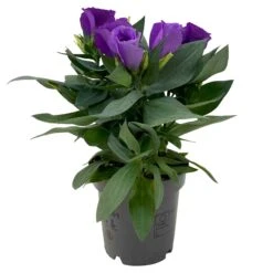 Lisianthus, Farben Zufällig, Topf-Ø 10,5 Cm, 8er-Set -Gartengeschäft 0610103641 0610103642 Lisianthus blau 6er Set 4 111934
