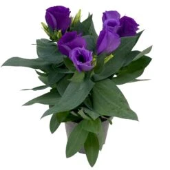 Lisianthus, Farben Zufällig, Topf-Ø 10,5 Cm, 8er-Set -Gartengeschäft 0610103641 0610103642 Lisianthus blau 6er Set 6 111935