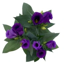 Lisianthus, Farben Zufällig, Topf-Ø 10,5 Cm, 8er-Set -Gartengeschäft 0610103641 0610103642 Lisianthus blau 6er Set 7 111936