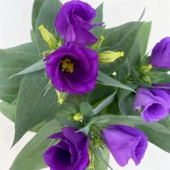 Lisianthus, Farben Zufällig, Topf-Ø 10,5 Cm, 8er-Set -Gartengeschäft 0610103641 0610103642 Lisianthus blau 6er Set 9 111922