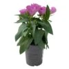 Lisianthus Rosa, Topf-Ø 10,5 Cm, 8er-Set