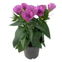 Lisianthus, Farben Zufällig, Topf-Ø 10,5 Cm, 8er-Set -Gartengeschäft 0610103641 0610103643 Lisianthus rosa 6er Set 2 111938