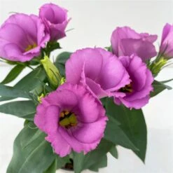 Lisianthus Rosa, Topf-Ø 10,5 Cm, 8er-Set -Gartengeschäft 0610103641 0610103643 Lisianthus rosa 6er Set 3 111924 1