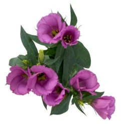 Lisianthus Rosa, Topf-Ø 10,5 Cm, 8er-Set -Gartengeschäft 0610103641 0610103643 Lisianthus rosa 6er Set 4 111939 1
