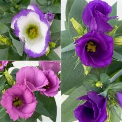 Lisianthus, Farben Zufällig, Topf-Ø 10,5 Cm, 8er-Set