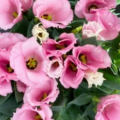 Lisianthus Rosa, Topf-Ø 10,5 Cm, 8er-Set -Gartengeschäft 0610103643 Lisianthus rosa 8er Set 10 114020