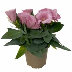 Lisianthus Rosa, Topf-Ø 10,5 Cm, 8er-Set -Gartengeschäft 0610103643 Lisianthus rosa 8er Set 2 114076