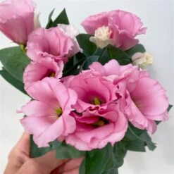 Lisianthus Rosa, Topf-Ø 10,5 Cm, 8er-Set -Gartengeschäft 0610103643 Lisianthus rosa 8er Set 7 114021