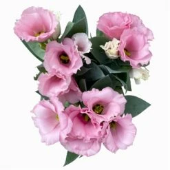 Lisianthus Rosa, Topf-Ø 10,5 Cm, 8er-Set -Gartengeschäft 0610103643 Lisianthus rosa 8er Set 8 114077