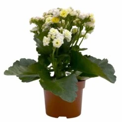Kalanchoe 'Mozaic', Wechselfarbig, Topf-Ø 12 Cm, Höhe Ca. 22 Cm, 6er-Set -Gartengeschäft 0610103650 Outdoor Kalanchoe Mozaic wechselfarbig 6er Set 2 113821