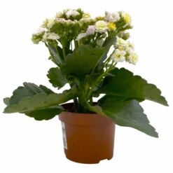 Kalanchoe 'Mozaic', Wechselfarbig, Topf-Ø 12 Cm, Höhe Ca. 22 Cm, 6er-Set -Gartengeschäft 0610103650 Outdoor Kalanchoe Mozaic wechselfarbig 6er Set 3 113822
