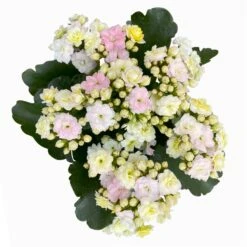 Kalanchoe 'Mozaic', Wechselfarbig, Topf-Ø 12 Cm, Höhe Ca. 22 Cm, 6er-Set -Gartengeschäft 0610103650 Outdoor Kalanchoe Mozaic wechselfarbig 6er Set 8 113824