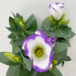 Lisianthus, Farben Zufällig, Topf-Ø 10,5 Cm, 8er-Set -Gartengeschäft 0610103651 Lisianthus weiss 8er Set 3 113840