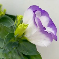 Lisianthus, Farben Zufällig, Topf-Ø 10,5 Cm, 8er-Set -Gartengeschäft 0610103651 Lisianthus weiss 8er Set 4 113841