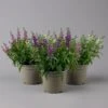 Angelonia 'Trio' Rosa-weiß-lila/blau, Topf-Ø 15 Cm, 3er-Set