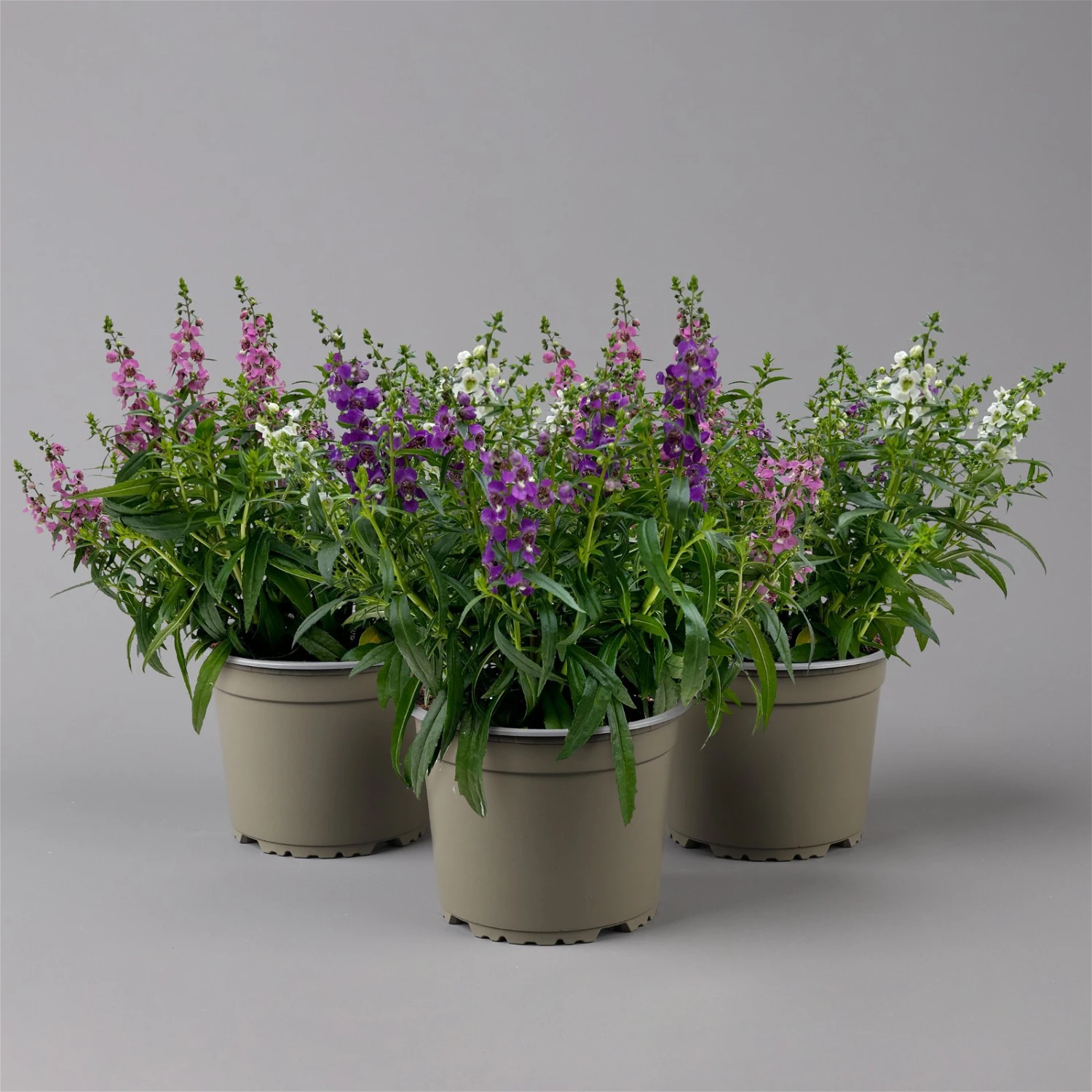 Angelonia 'Trio' Rosa-weiß-lila/blau, Topf-Ø 15 Cm, 3er-Set 1 Angelonia 'Trio' Rosa-weiß-lila/blau, Topf-Ø 15 Cm, 3er-Set