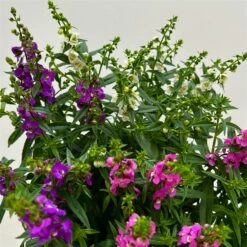 Angelonia 'Trio' Rosa-weiß-lila/blau, Topf-Ø 15 Cm, 3er-Set 15 Angelonia 'Trio' Rosa-weiß-lila/blau, Topf-Ø 15 Cm, 3er-Set -Gartengeschäft 0610103733 Angelonia trio T15 3er Set 11 125838