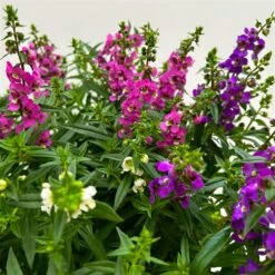 Angelonia 'Trio' Rosa-weiß-lila/blau, Topf-Ø 15 Cm, 3er-Set 13 Angelonia 'Trio' Rosa-weiß-lila/blau, Topf-Ø 15 Cm, 3er-Set -Gartengeschäft 0610103733 Angelonia trio T15 3er Set 12 125836