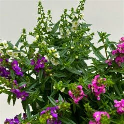 Angelonia 'Trio' Rosa-weiß-lila/blau, Topf-Ø 15 Cm, 3er-Set 17 Angelonia 'Trio' Rosa-weiß-lila/blau, Topf-Ø 15 Cm, 3er-Set -Gartengeschäft 0610103733 Angelonia trio T15 3er Set 9 125839