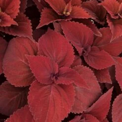 Pflanzenset 'Spätsommer-Gold' Gelb-orange, Topf-Ø 12 Cm, 4er-Set -Gartengeschäft 0610180185 Solenostemon scut T1213 Beale Street Set 3Stueck 74401