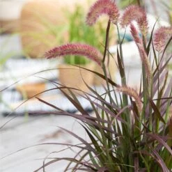 Lampenputzergras 'Sky Rocket' Mit Mühlenbeckia, Topf-Ø 23 Cm -Gartengeschäft 0610180240 Pennisetum advena Rubrum T19 2er Set 1 89727
