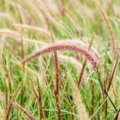 Lampenputzergras 'Sky Rocket' Mit Mühlenbeckia, Topf-Ø 23 Cm -Gartengeschäft 0610180243 Pennisetum advena Sky Rocket T19 2er Set 2 89734