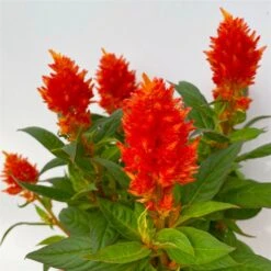 Pflanzenset 'Spätsommer-Gold' Gelb-orange, Topf-Ø 12 Cm, 4er-Set -Gartengeschäft 0610240075 Celosia argentea T12 6er Set orange Kelos Fire Orange 5 113296