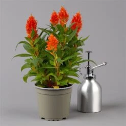 Pflanzenset 'Spätsommer-Gold' Gelb-orange, Topf-Ø 12 Cm, 4er-Set -Gartengeschäft 0610240088 Celosia argentea T12 6er Set orange Kelos Fire Orange 123645