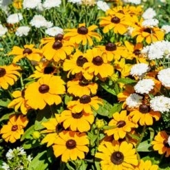 Pflanzenset 'Spätsommer-Gold' Gelb-orange, Topf-Ø 12 Cm, 4er-Set -Gartengeschäft 0610360035 Rudbeckia hirta T13 Toto 6er Set 2 111925