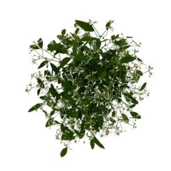 Zauberschnee™ 'Diamond Frost™' Weiß, Topf-Ø 12 Cm, 6er-Set -Gartengeschäft 0610500544 Euphorbia T12 Diamond Frost 6er Set WS 7 94610