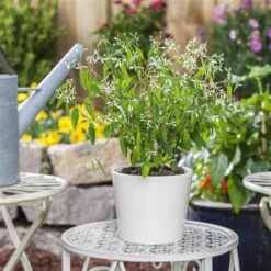 Zauberschnee™ 'Diamond Frost™' Weiß, Topf-Ø 12 Cm, 6er-Set -Gartengeschäft 0610500544 Euphorbia T12 Diamond Frost Stimmungsbild 1 93703