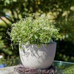 Zauberschnee™ 'Diamond Frost™' Weiß, Topf-Ø 12 Cm, 6er-Set -Gartengeschäft 0610500544 Euphorbia T12 Diamond Frost Stimmungsbild 2 93705