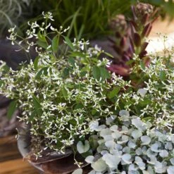 Zauberschnee™ 'Diamond Frost™' Weiß, Topf-Ø 12 Cm, 6er-Set -Gartengeschäft 0610500544 Euphorbia T12 Diamond Frost Stimmungsbild 3 93704