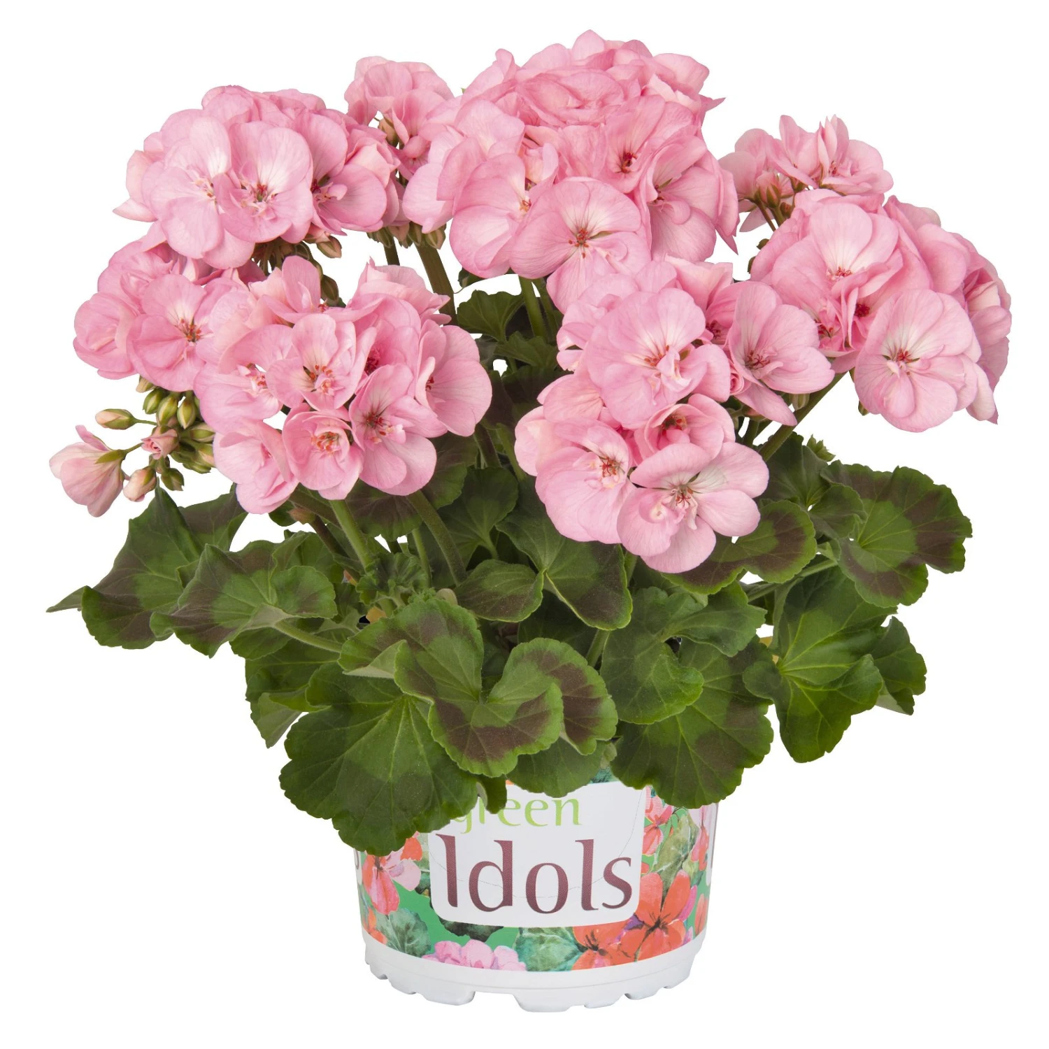Geranie 'Green Idols Apple Blossom' Hellrosa, Stehend, Topf-Ø 13 Cm, 6er-Set 2 Geranie 'Green Idols Apple Blossom' Hellrosa, Stehend, Topf-Ø 13 Cm, 6er-Set – Bild 2