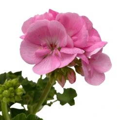 Geranie 'Green Idols Apple Blossom' Hellrosa, Stehend, Topf-Ø 13 Cm, 6er-Set 12 Geranie 'Green Idols Apple Blossom' Hellrosa, Stehend, Topf-Ø 13 Cm, 6er-Set -Gartengeschäft 0612140036 KB Pelargonium zonale T13 GreenIdols Appleblossom 6er Set WS 5 93548