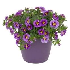 Zauberglöckchen 'Rave® Blue' Lila-gelb, Topf-Ø 13 Cm, 6er-Set -Gartengeschäft 0613160006 KB Calibrachoa T13 Rave Blue lila gelb gesternt 50997