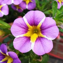 Zauberglöckchen 'Rave® Blue' Lila-gelb, Topf-Ø 13 Cm, 6er-Set -Gartengeschäft 0613160049 Calibrachoa Rave Blue 1 89024