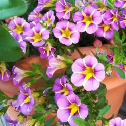 Zauberglöckchen 'Rave® Blue' Lila-gelb, Topf-Ø 13 Cm, 6er-Set