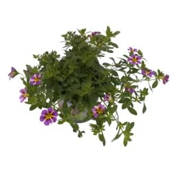 Zauberglöckchen 'Rave® Blue' Lila-gelb, Topf-Ø 13 Cm, 6er-Set -Gartengeschäft 0613160049 KB Calibrachoa T13 Rave Blue 6er Set 2 93309