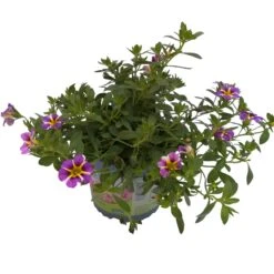 Zauberglöckchen 'Rave® Blue' Lila-gelb, Topf-Ø 13 Cm, 6er-Set -Gartengeschäft 0613160049 KB Calibrachoa T13 Rave Blue 6er Set 4 93308
